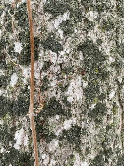 Virginia creeper, winter