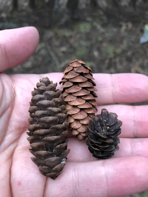 White spruce, emergence