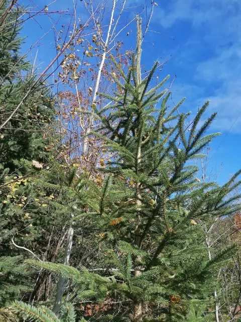 White spruce, fall