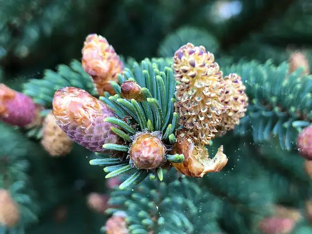 White spruce, flower