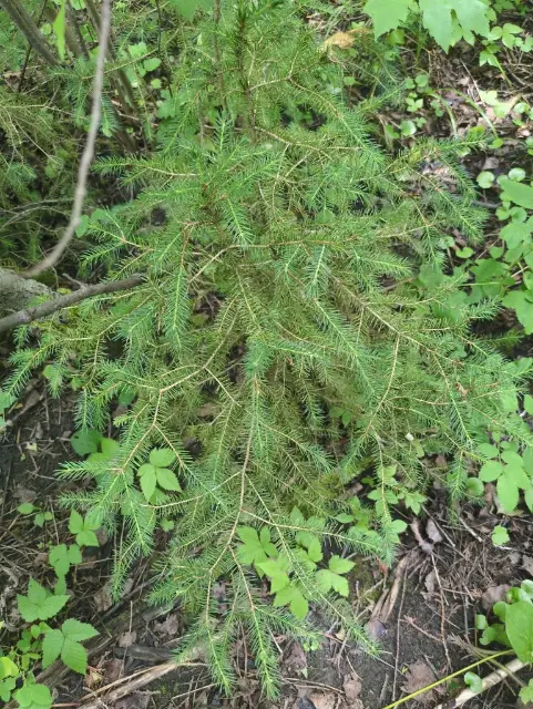 White spruce