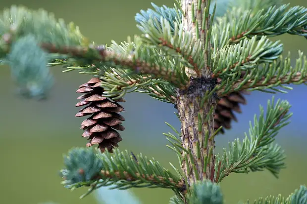 White spruce, seed / fruit