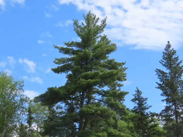 eastern white pine, emergence