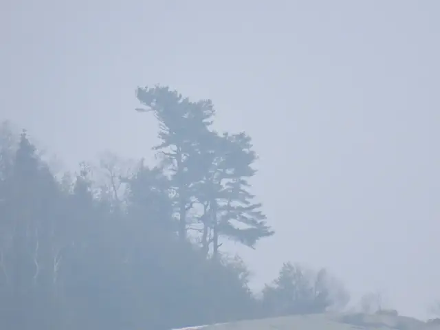 eastern white pine, fall