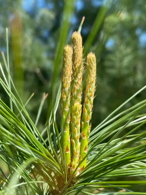 eastern white pine, flower
