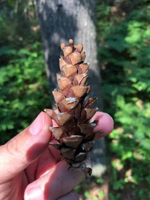 eastern white pine