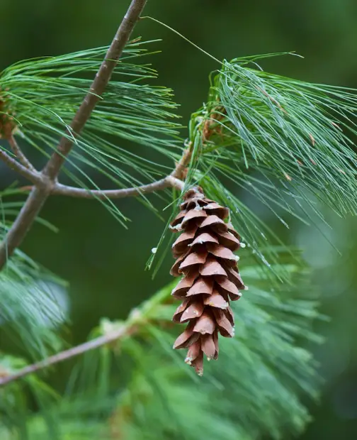 eastern white pine, seed / fruit