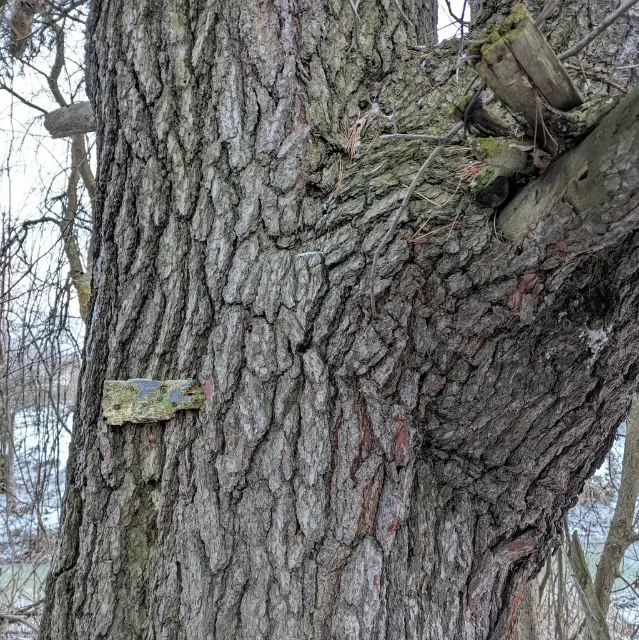 eastern white pine, winter