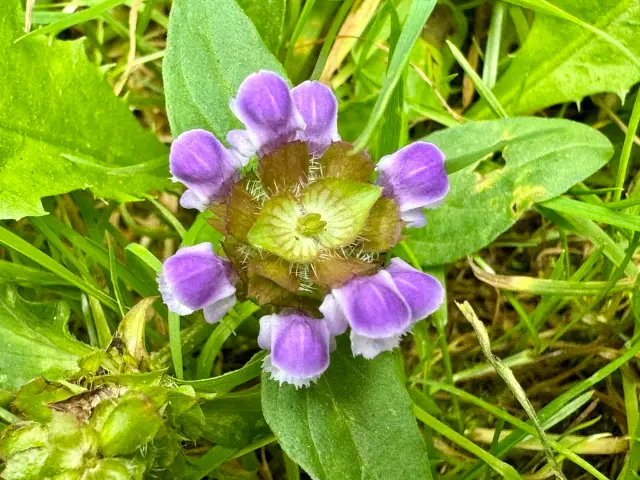 Self-heal, bud