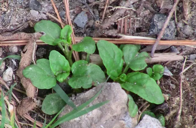 Self-heal, emergence