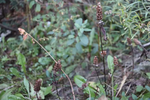 Self-heal, fall