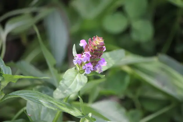 Self-heal, flower