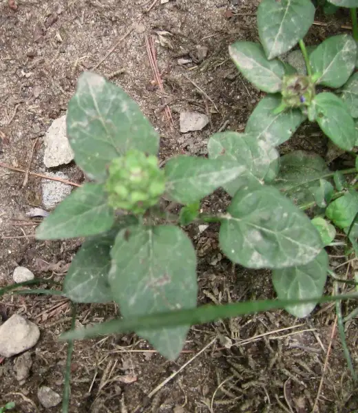Self-heal, foliage