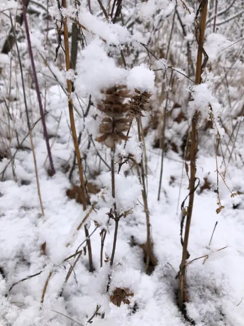 Self-heal, winter
