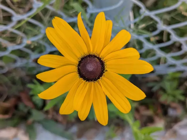 Rudbeckia hirta, bud