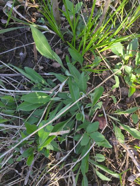 Rudbeckia hirta, emergence