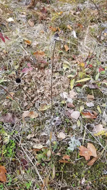 Rudbeckia hirta, fall