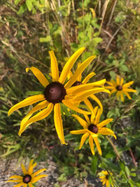 Rudbeckia hirta