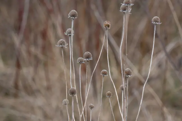 Rudbeckia hirta, seed / fruit