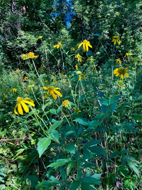 Cut-leaved coneflower, bud
