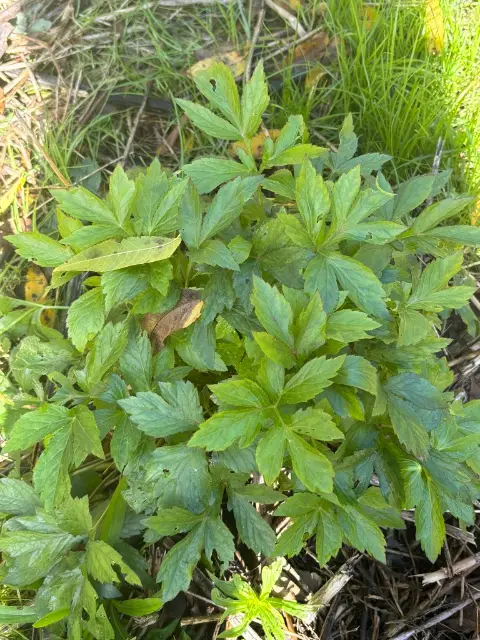 Cut-leaved coneflower, fall