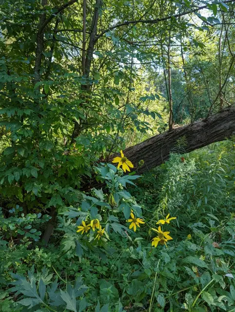 Cut-leaved coneflower