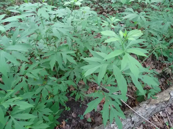 Cut-leaved coneflower, foliage