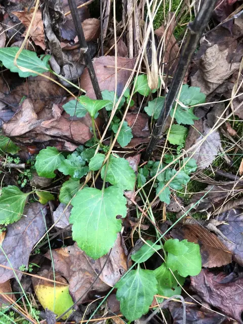 Cut-leaved coneflower, seed / fruit