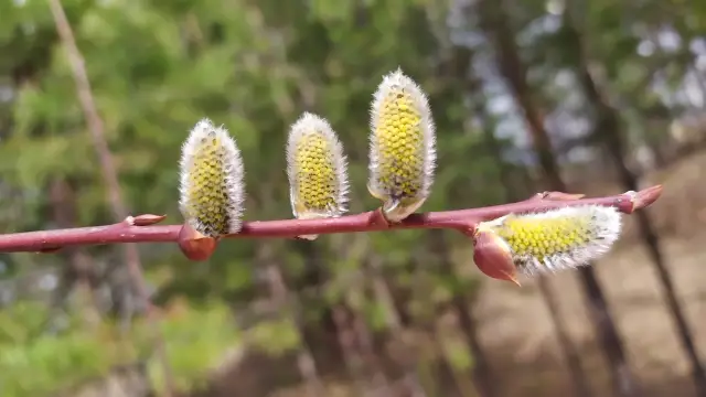 sharp-leaf willow, bud