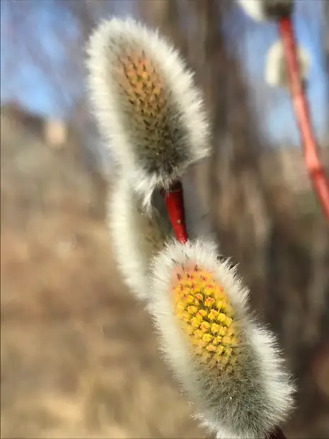 sharp-leaf willow, emergence