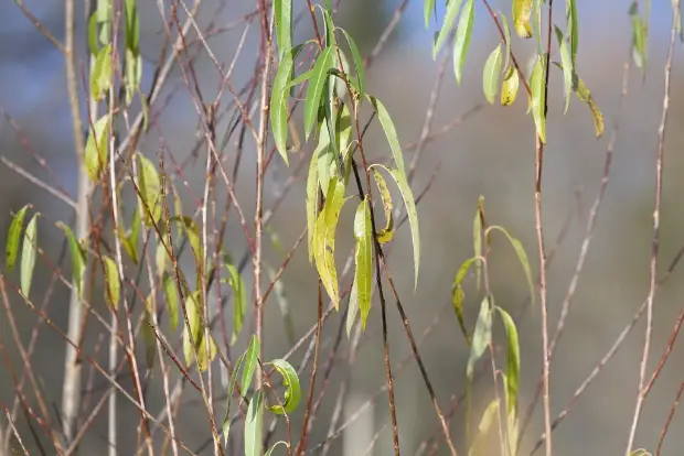 sharp-leaf willow, fall