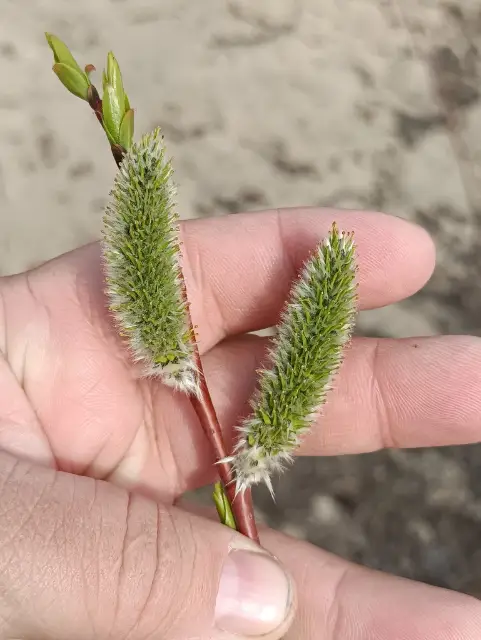 sharp-leaf willow, flower