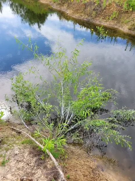 sharp-leaf willow