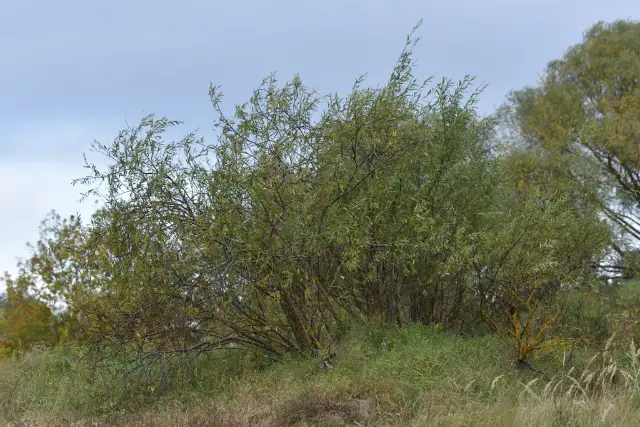 sharp-leaf willow, seed / fruit