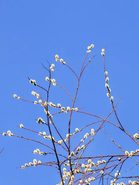 sharp-leaf willow, winter