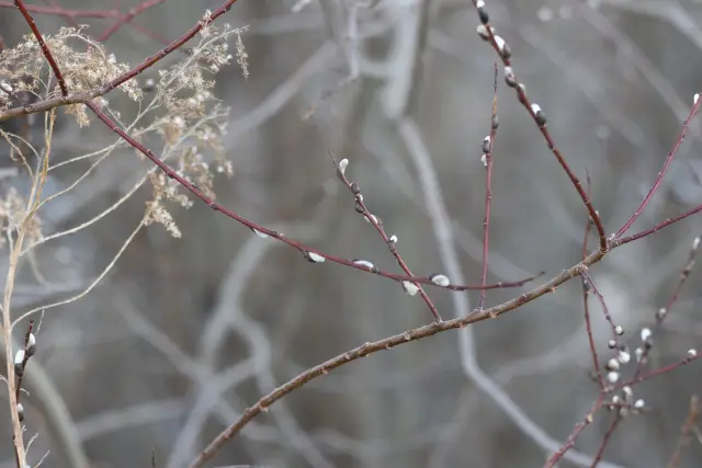 Pussy willow, bud