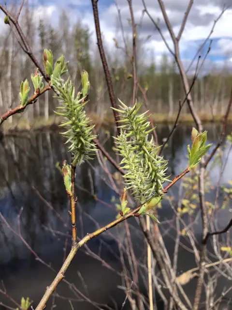 Pussy willow, emergence