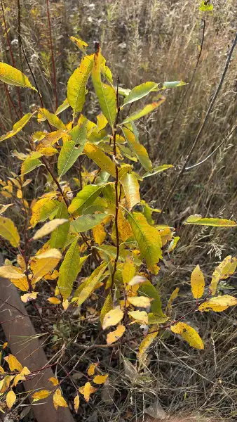 Pussy willow, fall