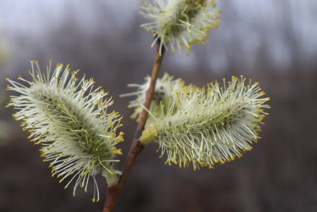 Pussy willow, flower