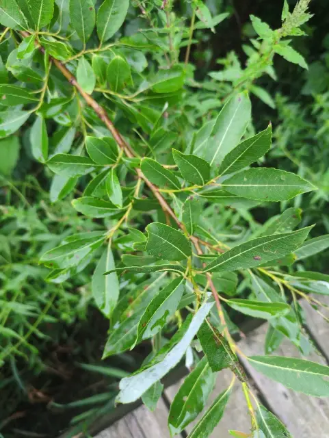 Pussy willow