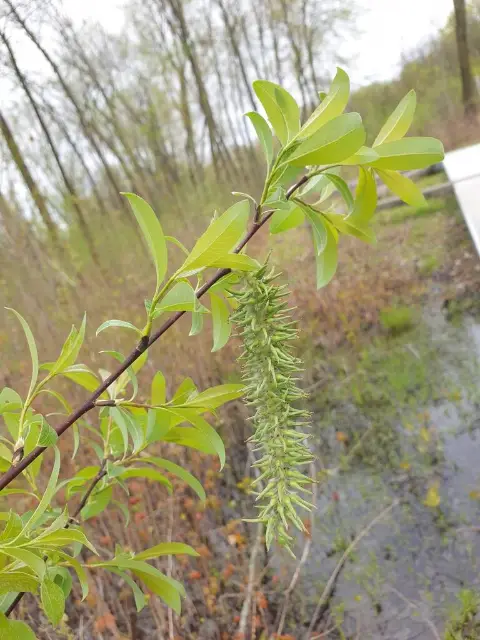 Pussy willow, seed / fruit