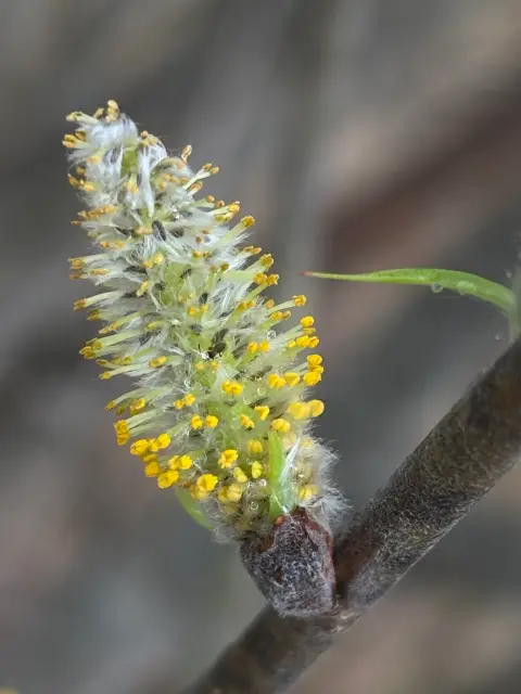 Cottony willow, bud