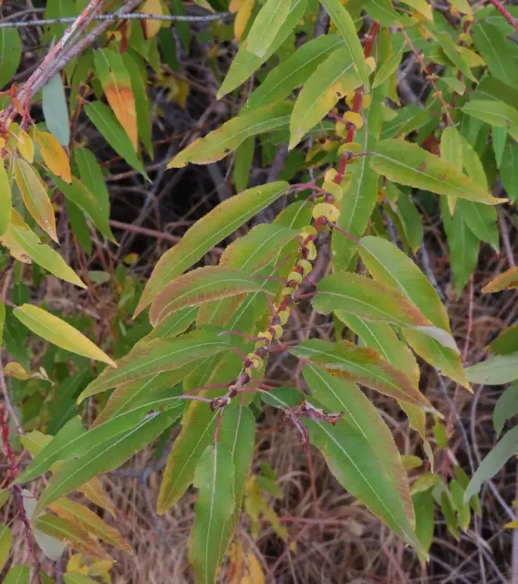 Cottony willow