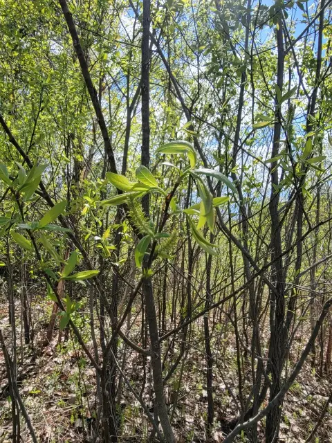 Cottony willow, flower
