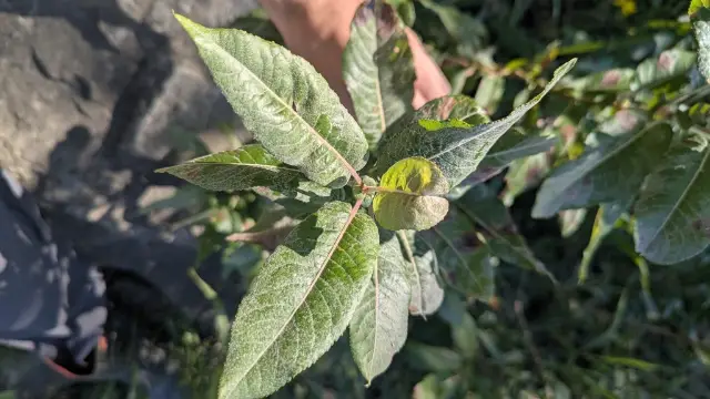 Cottony willow, foliage
