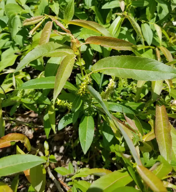 Cottony willow, seed / fruit