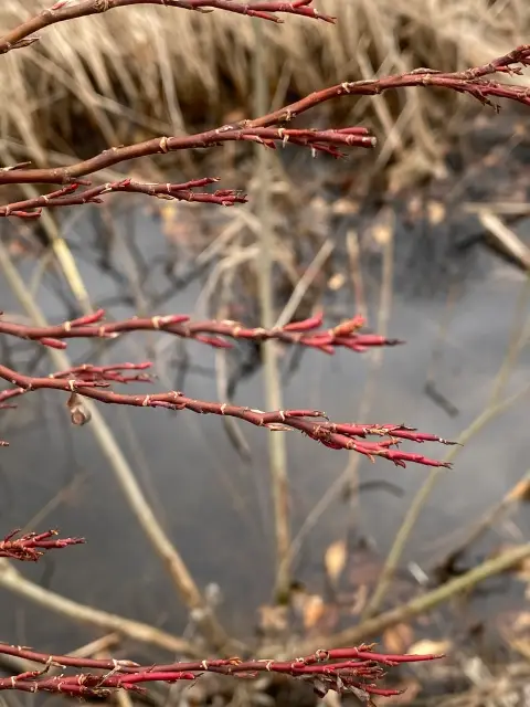 Cottony willow, winter