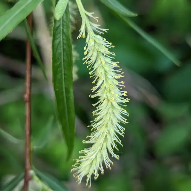 Sandbar willow, bud