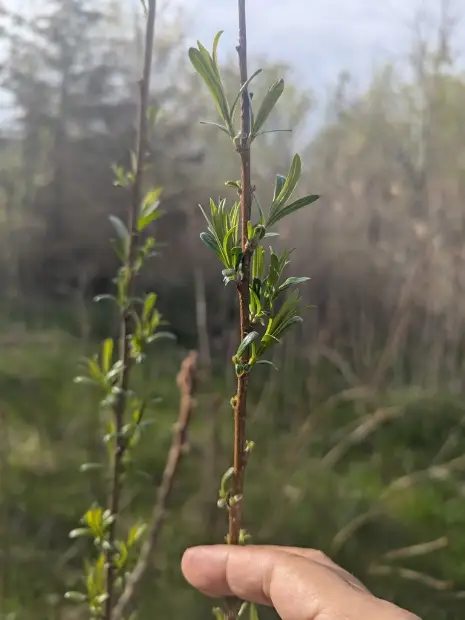 Sandbar willow, emergence