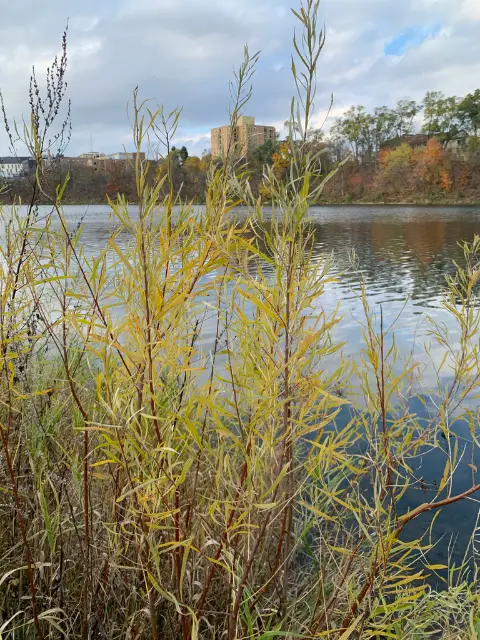 Sandbar willow, fall